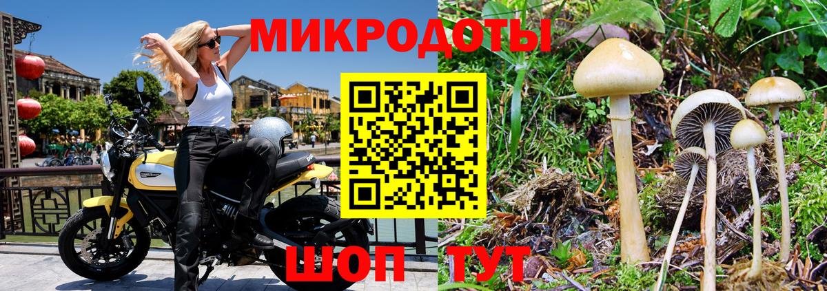 Галлюциногенные грибы Psilocybe Аксай